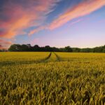 countryside, harvest, agriculture, farm, nature, field, summer, landscape, rural, country, farming, crops, wheat, wheat field, arable, arable land, agriculture, agriculture, agriculture, farm, farm, farm, farm, farm, field, country, farming, farming, wheat, wheat field